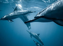 米兰体育官方网站-冲刺决胜！最后关头谁有能力逆袭？，表达最后冲刺即将胜利的句子